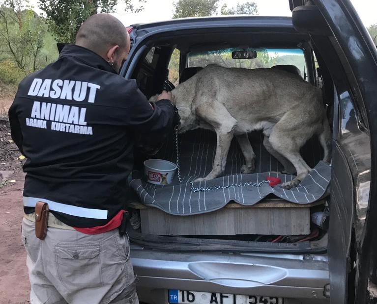 DASKUT ÖLÜME TERK EDİLEN KÖPEĞİ KURTRADI