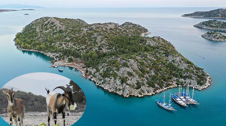 Aşırlı Adası’nda dağ keçilerinin sayısı artıyor
