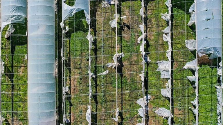 Devlet takviyeli tarım sigortalarının genel koşulları muhakkak oldu