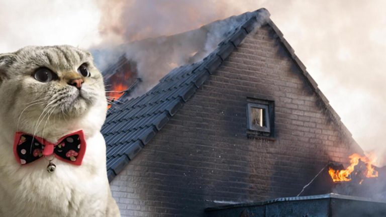 Evcil hayvan sahipleri dikkat! Kediniz meskeni yakabilir…