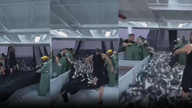 Karadeniz’de palamut bolluğu! 50 ton balık karaya çıktı