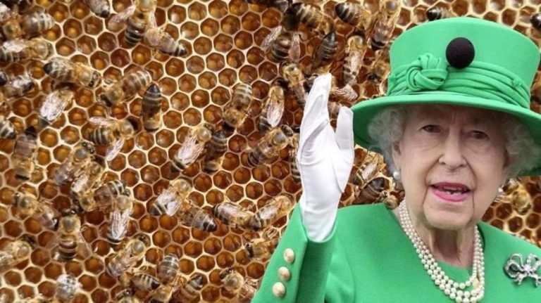 Kraliçe Elizabeth’in ölümü kraliyete bal yapan arılara da söylendi! Nedeni de olay kadar ilginç