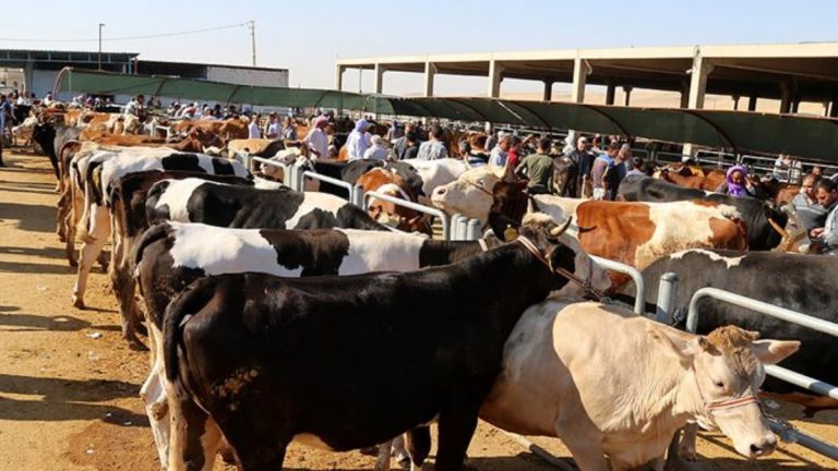 Kurban etlerinin taşınması ve koruması anlatıldı
