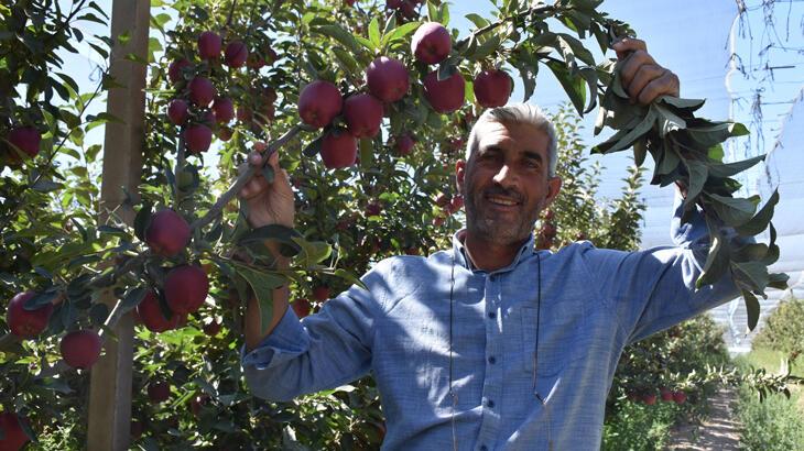 Niğde elması yurt dışına ihraç ediliyor