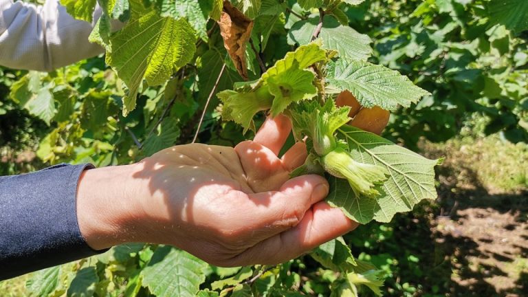 Ordu’da dolunun vurduğu fındıkta yüzde 25 rekolte düşüşü bekleniyor