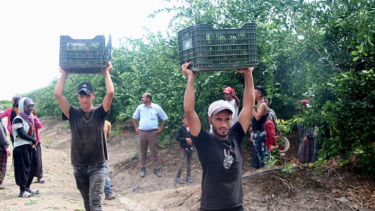 Adana’da mandalina hasadı başladı; talep az olunca fiyatlar düşük