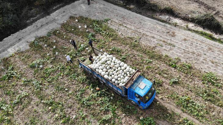 Damakları tatlandıran balkabağının tarladan sofraya yolculuğu başladı