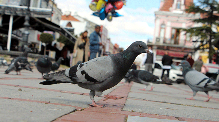 ‘Edirne’de martıların yediği kumruların popülasyonu yüzde 60 azaldı’