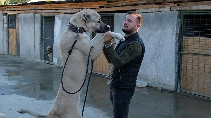 İkinci el araba fiyatına kangal