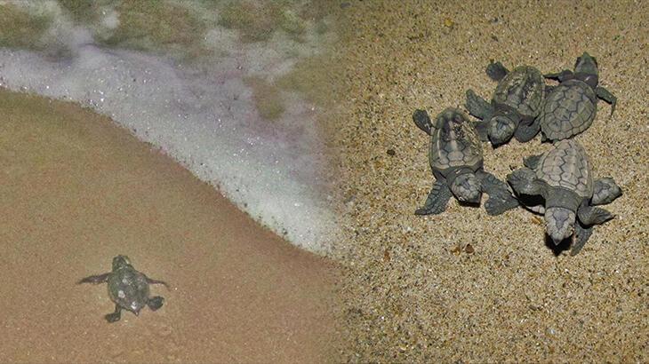 Kuşadası’nda yolunu şaşıran 67 caretta caretta yavrusu denizle buluşturuldu