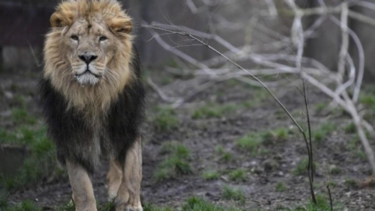 A﻿vustralya’da hayvanat bahçesindeki beş aslan, sergilendikleri alandan kaçtı