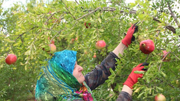 Bilecik’te nar yerinde 5, pazarda ise 10 TL