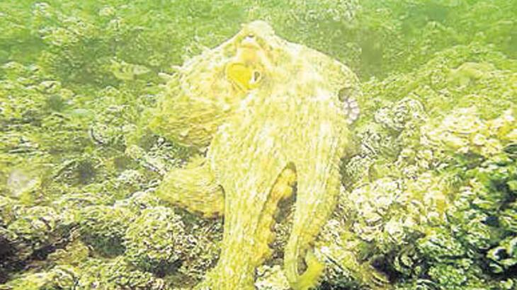 İzmit Körfezi’nde ahtapot sevinci