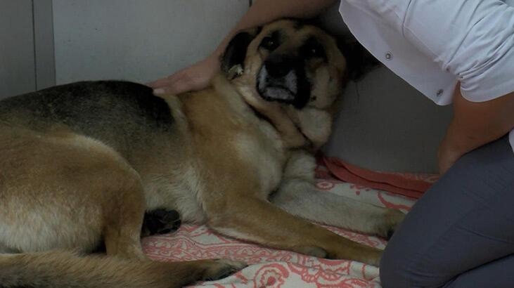 Sarıyer’de köpeği boğmaya çalışan saldırgan tekrar gözaltına alındı