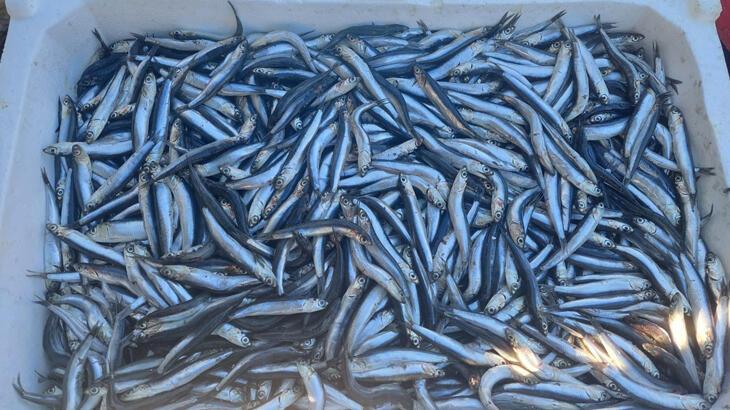 Tekirdağ’da hamsi 25 liraya kadar indi