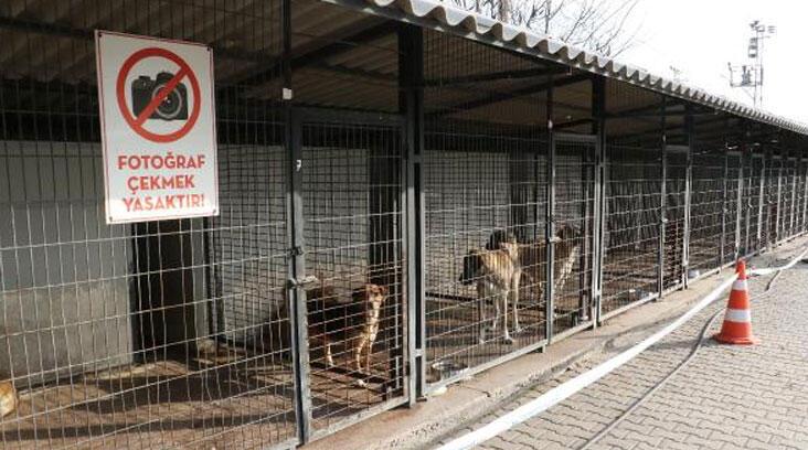 494 belediyeden 189’unda barınak var