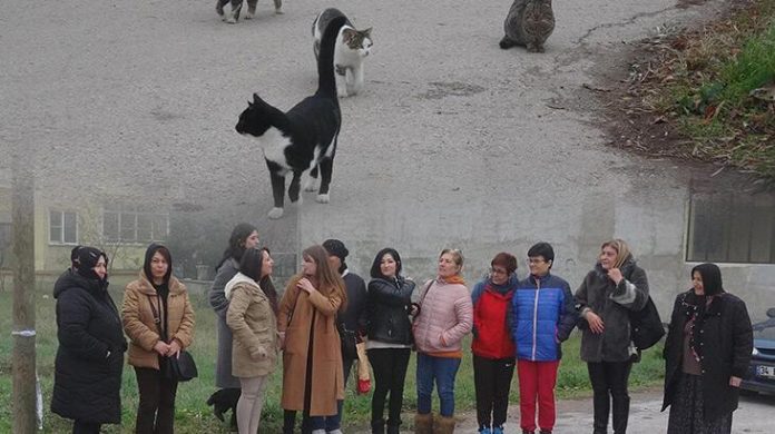 balikesirde-kayip-kediler-icin-seferberlik-mahalleli-pesine-dustu-mx8Nq5sH.jpg