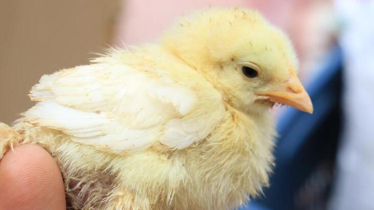 Gören bir daha bakıyor! Bu civcive 10 kat fiyat teklif edildi