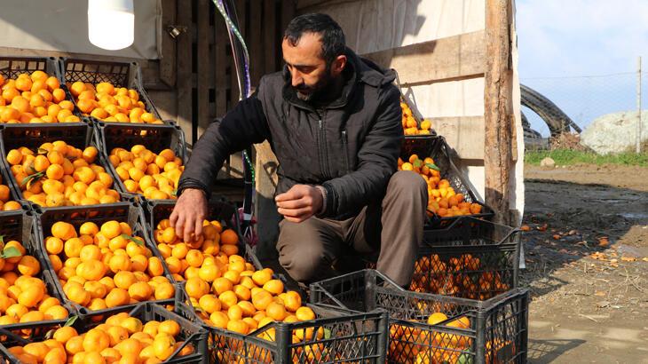  Tıpkı çay gibi Rize’de yetişiyor, tüm Türkiye tüketiyor