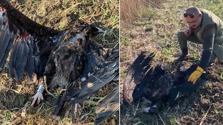 Uydu vericili kara akbaba, Çatalca’da silahla öldürüldü