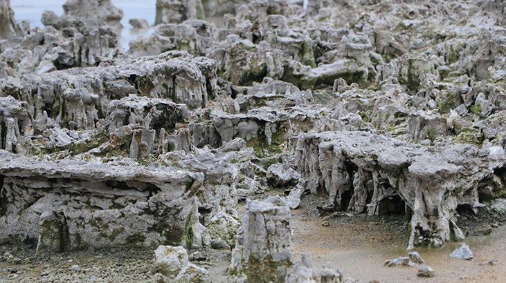 Van Gölü’nün çekilmesiyle ‘mikrobiyalit tarlası’ ortaya çıktı