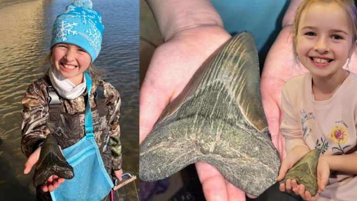abdli-kucuk-kiz-sahilde-megalodon-kopekbaliginin-disini-buldu-tMRJEe3k.jpg