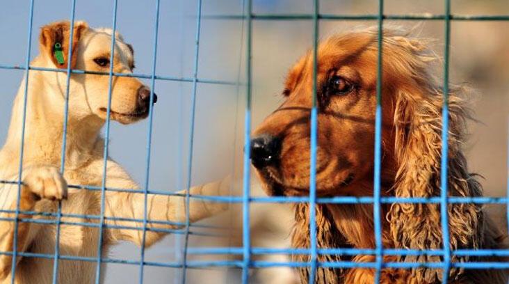 Çip uygulamasında süre doldu! ‘Evlerde yaşayan dostlar terk ediliyor’