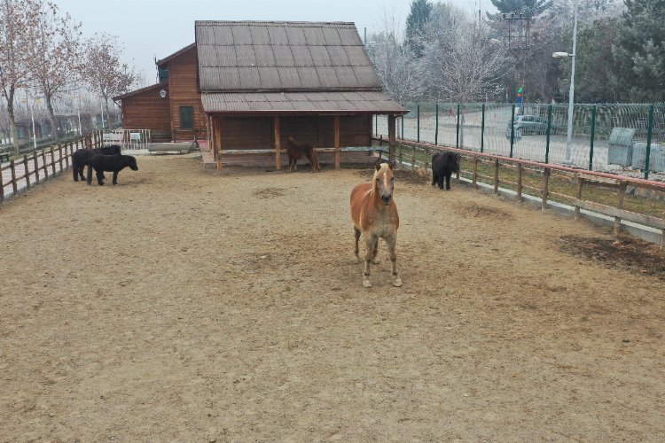 Doğu Anadolu’da tek… Ziyaretçilerin uğrak noktası oldu