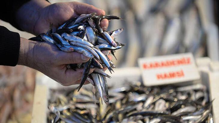 Boğazlarda ve Marmara Denizi’nde ‘hamsi avcılığı’ 15 Nisan 2023’e kadar durdurulacak