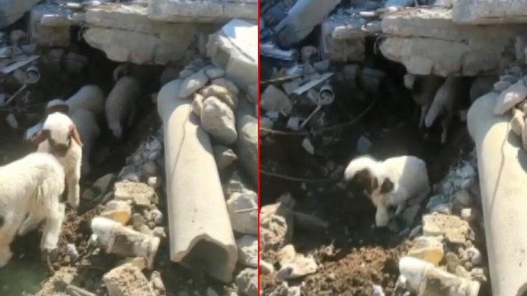 Bu enkazda annesi ve ablasını kaybetti! 9 kuzusu 11 gün sonra kurtarıldı