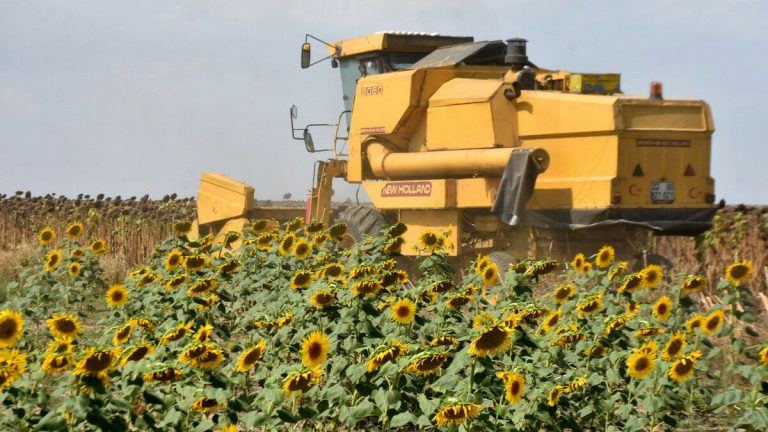 Trakya Birlik Lideri Şafak Kırbiç: Yağış olmazsa ayçiçeğinde rekolte kaybı oluşur