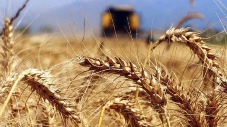 1 Mayıs’tan itibaren geçerli olacak! Buğday, arpa ve mısır ithalatında gümrük vergisi yüzde 130’a yükseltildi