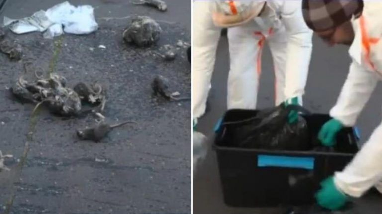 Paris’te grevdeki kanalizasyon çalışanları, belediyenin önüne fare ölüleri yığdı