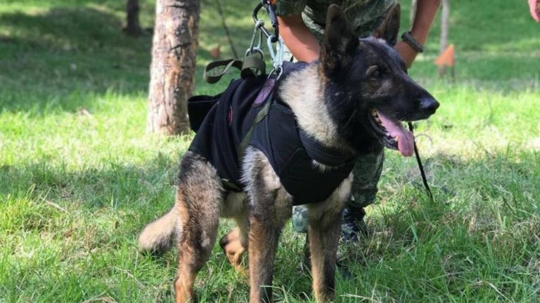 Proteo onuruna Türkiye’den Meksika’ya yavru köpek ikramı