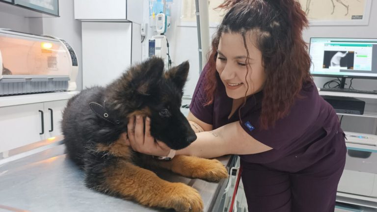 Meksika’ya gönderilen ‘Arkadaş’, Türk bayraklı yelekle vazife yapacak