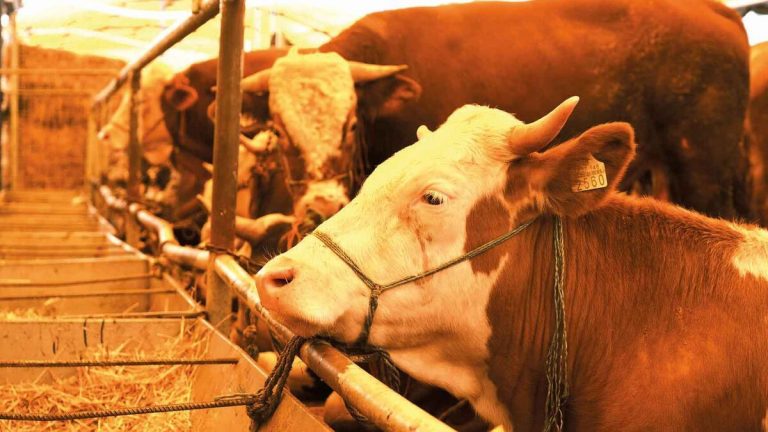 Tarım ve Orman Bakanlığı kurban rehberi yayınladı: Öncelik erkek hayvanlarda olsun