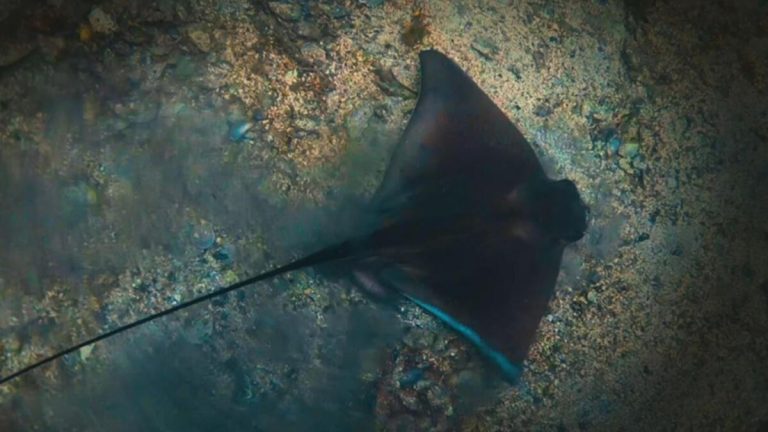 Balıklara liste! Korunmaya alınacaklar