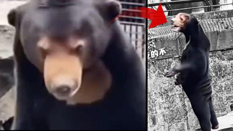 Hayvanat bahçesindeki görüntü ortalığı karıştırdı: İnsan mı, ayı mı? Yetkililer açıklama yapmak zorunda kaldı…