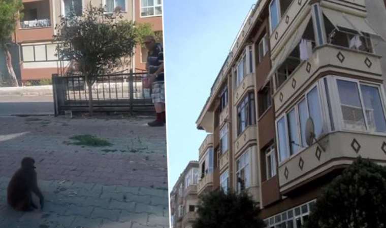 İstanbul’da ‘maymun’ paniği: Sahibinin elinden kaçtı, saldırdığı 3 kişiyi yaraladı