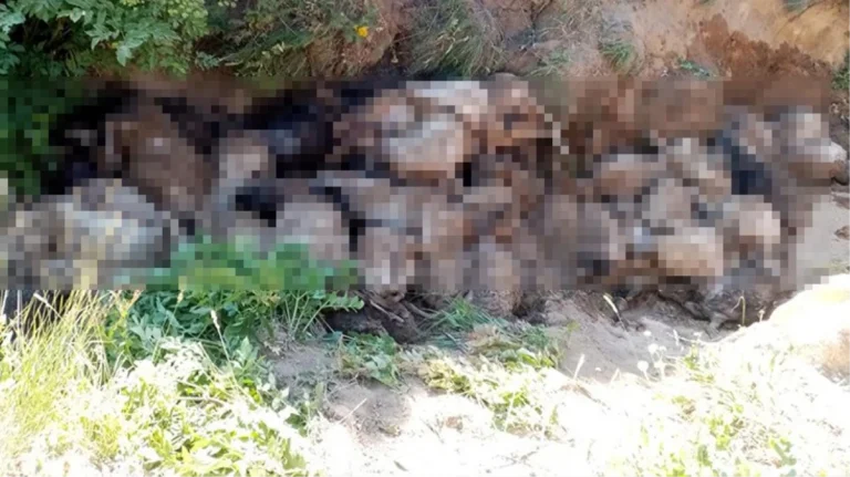 Van’da 130 koyun uçurumdan atlayarak öldü