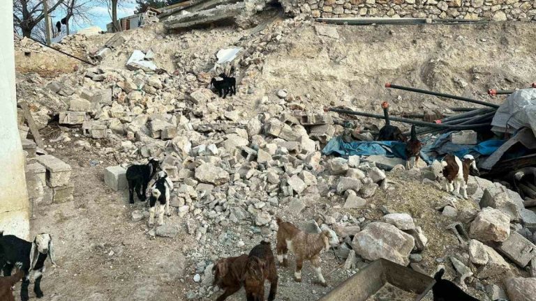 Sarsıntıda telef olan küçükbaş hayvanların bedelsiz dağıtımı tamamlandı