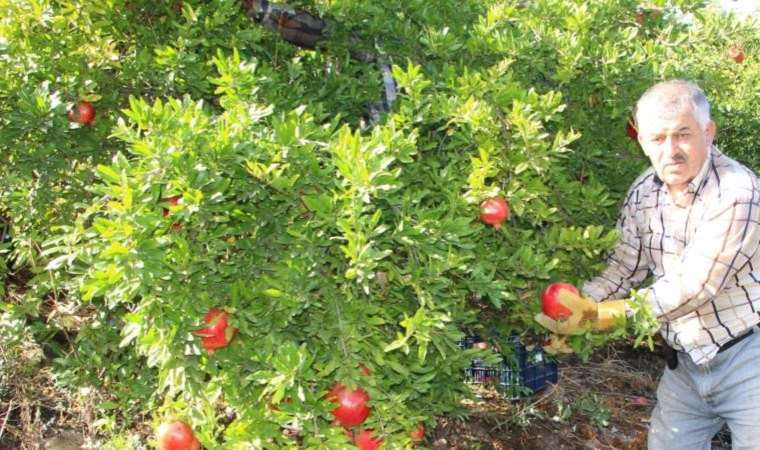 Kilosu 15 TL… 20 bin ton rekolte bekleniyor