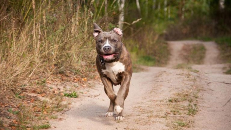 Pitbull ile saldırı davasında ‘Biz şafiyiz’ savunması