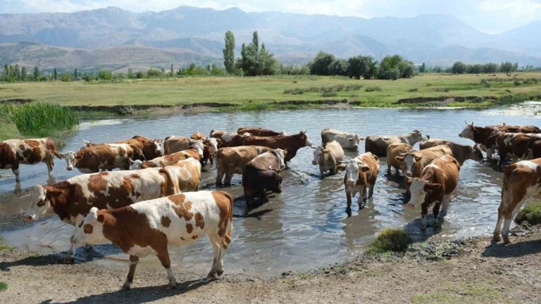 Hayvancılık dayanakları için müracaat tarihleri ve kaideleri açıklandı