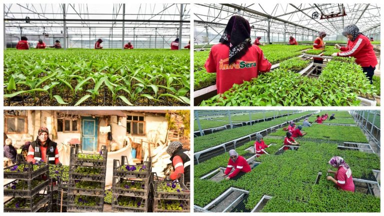 Ankara’da ithal bitki dönemi sona erdi