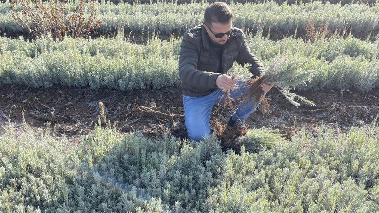 Elazığ’dan 7 ülkeye lavanta ihraç ediyor