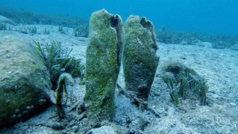 Erdek Körfezi’ndeki zengin pina popülasyonunun korunması çağrısı