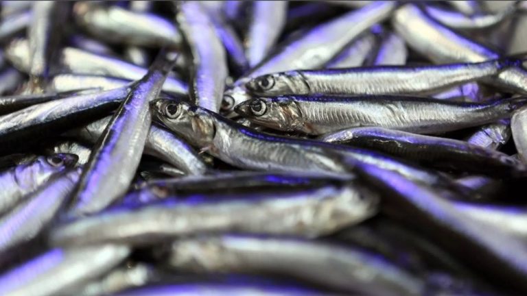 İstanbul’da balık fiyatları havalar soğudukça daha da düşecek