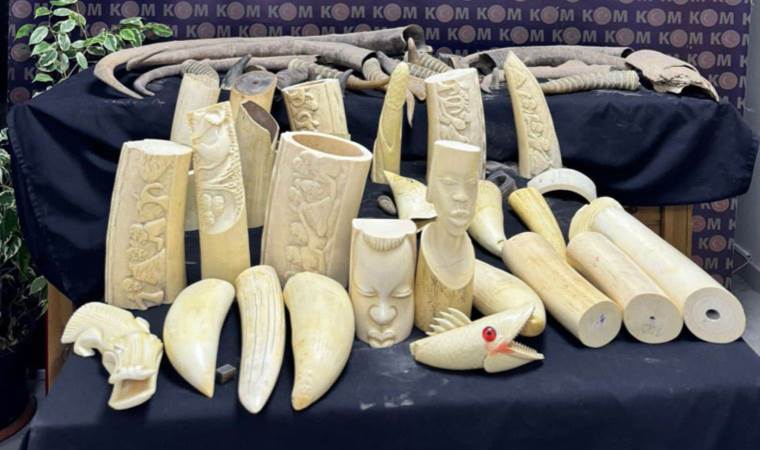 İstanbul’da kaçakçılık operasyonu: Fildişi, antilop, mamut ve geyik boynuzları ele geçirildi!