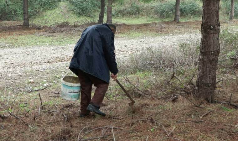 İstanbul’da ‘mantar’ alarmı… 11 kişi hastaneye kaldırıldı!
